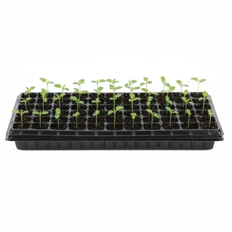 Multisection tray GA0221 52.5 x 31.5 cm